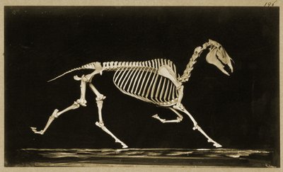 Skeleton of a running horse by Eadweard Muybridge